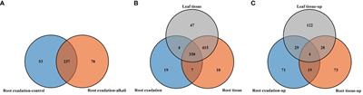 Carboxylic acid accumulation and secretion contribute to the alkali-stress tolerance of halophyte Leymus chinensis